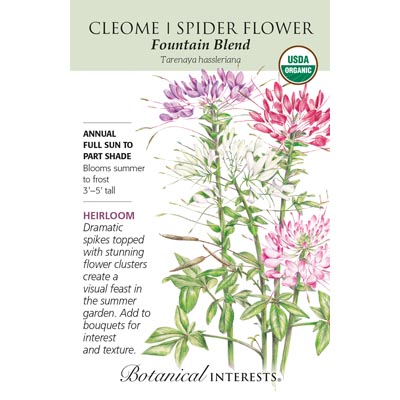 CLEOME FOUNTAIN BLEND ORG