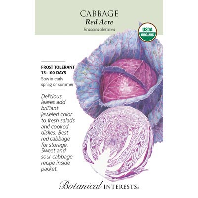 CABBAGE RED ACRE ORG