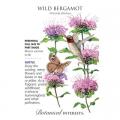 WILD BERGAMOT