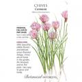COMMON CHIVES