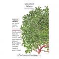 WINTER SAVORY