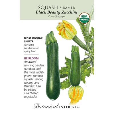 SQUASH SUMMER BLACK BEAUTY ORG