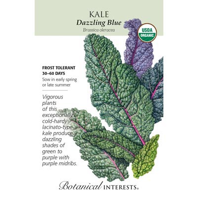 KALE DAZZLING BLUE ORG