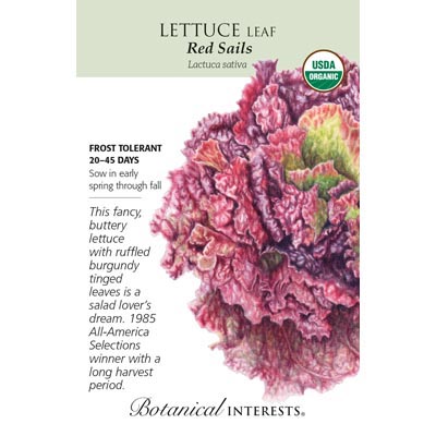 LETTUCE LEAF RED SAILS ORG