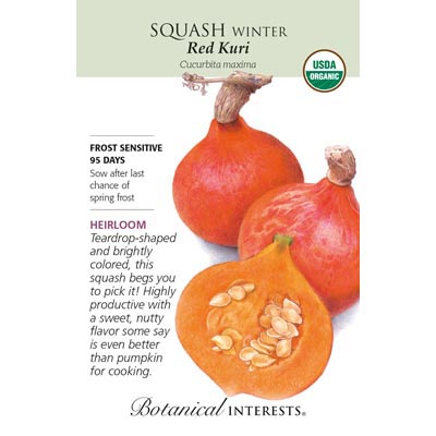 SQUASH WINTER RED KURI ORG