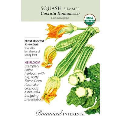 SQUASH SUMMER COSTATA ORG