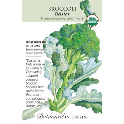 BROCCOLI BELSTAR HYBRID ORG