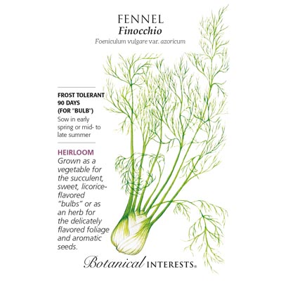 FENNEL FINOCCHIO