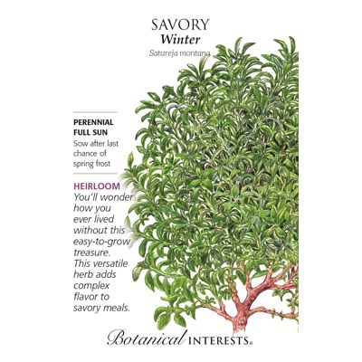 WINTER SAVORY