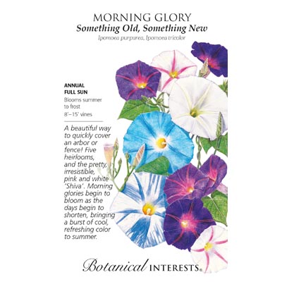 MORNING GLORY SOMETHING OLD/NEW