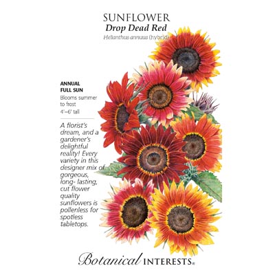 SUNFLOWER DROP DEAD RED HYBRID