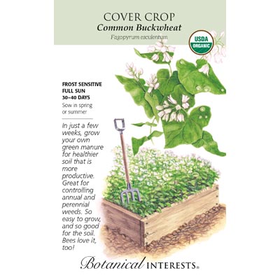 COVER CROP BUCKWHEAT ORG