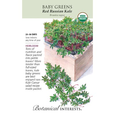 BABY GREENS KALE RED RUSSIAN ORG