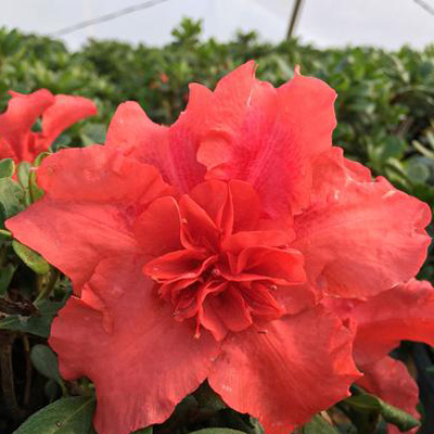 Firebrick Fame Reblooming Azalea 3-5G