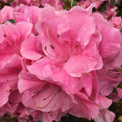 Pink Adoration Reblooming Azalea 3-5G