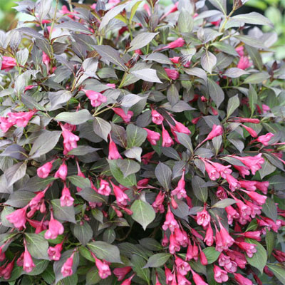 WEIGELA, MIDNIGHT WINE SHINE 2G