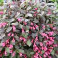 WEIGELA, MIDNIGHT WINE SHINE 2G