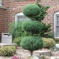 Green Mountain Boxwood 3-Ball Poodle Tier Topiary 5 gal