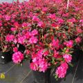RHODODENDRON, LANDMARK 3-5 GAL
