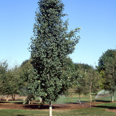 Swedish Columnar Aspen (1.5")