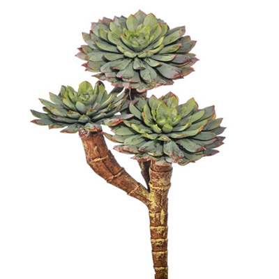 Sun Succulent Stem