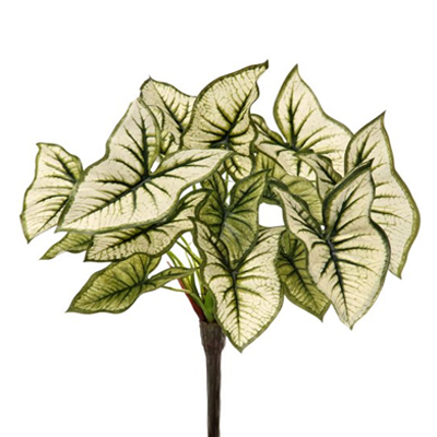 PLANT, SYNGONIUM 14"