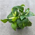 POTHOS GOLDEN 4"