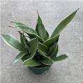 SANSEVIERIA NIGHT OWL 6"