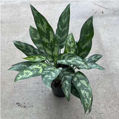 AGLAONEMA MARIA 6"