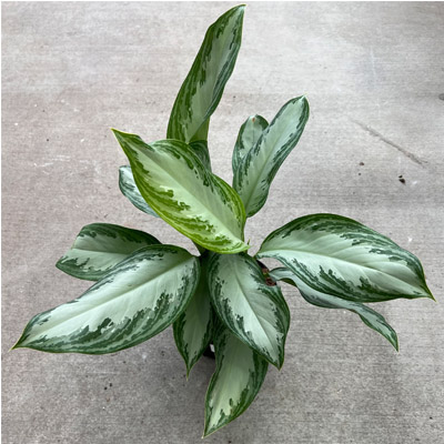 AGLAONEMA SILVER BAY 6"