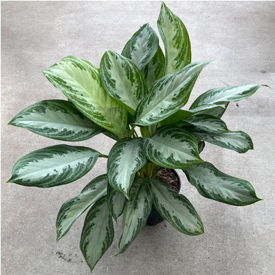 AGLAONEMA SILVER BAY 8"