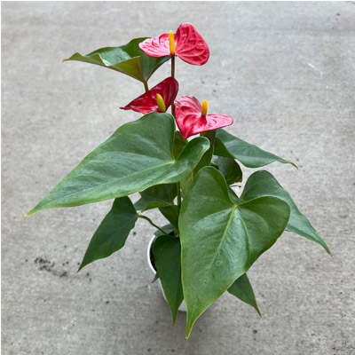 ANTHURIUM 4"