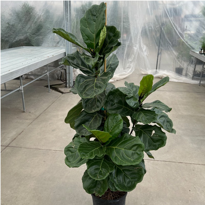 FIDDLE LEAF FIG 12"