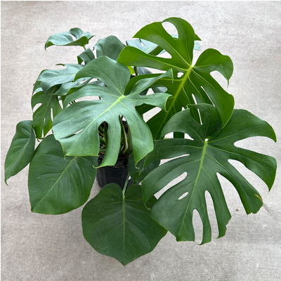 MONSTERA DELICIOSA 10"