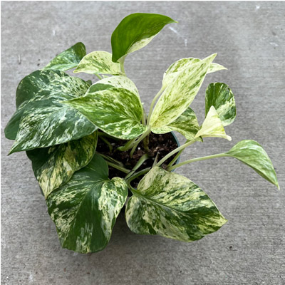 POTHOS MARBLE QUEEN 4"