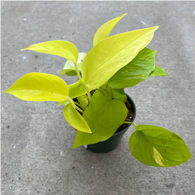 POTHOS NEON 4"