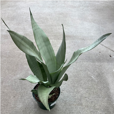 SANSEVIERIA MOONSHINE 6"