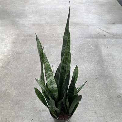 SANSEVIERIA ZEYLANICA 6"