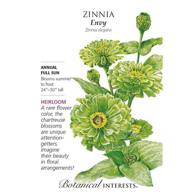 ZINNIA ENVY