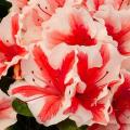 Encore Autumn Starburst Azalea