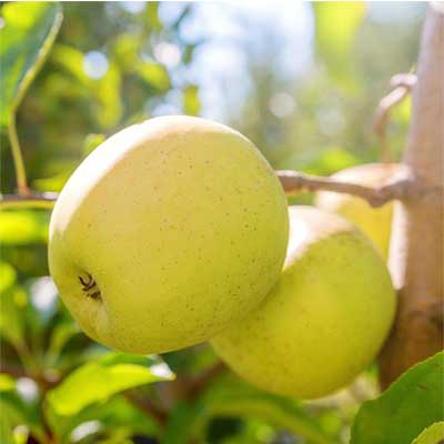 Yellow Delicious Espaliered Apple Tree (1.5")