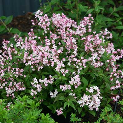 DEUTZIA, YUKI CHERRY BLOSSOM 3-5