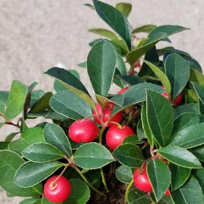 GAULTHERIA, CHERRY BERRIES 1 GAL