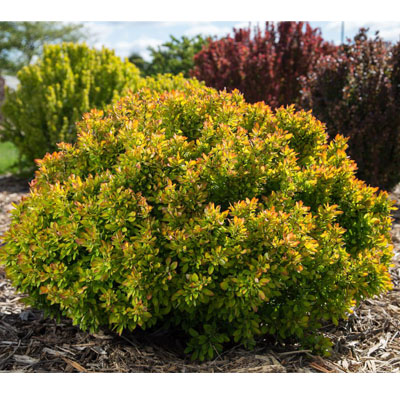 BARBERRY, LIMONCELLO 2 GALLON