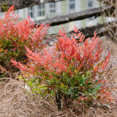 NANDINA, COOL GLOW POMGRNT.  2 G