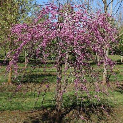 REDBUD, PINK HEARTBREAKER 6'