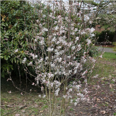 SERVICEBERRY, ROBIN HILL 5'