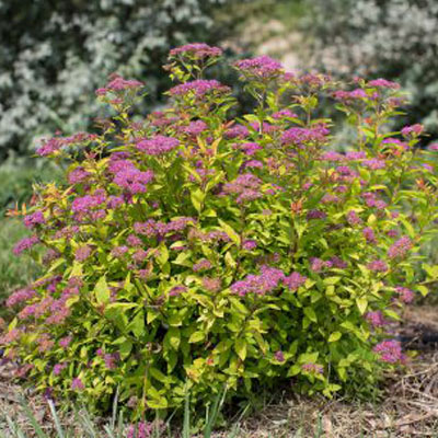 SPIREA, LITTLE SPARK 2 GALLON