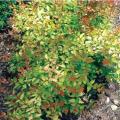 ABELIA, TWIST OF LEMON 3-5 GAL