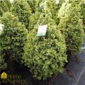 Sempervirens Pyramidal Boxwood (48")